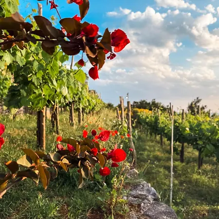 بيت ضيافة Azzurro Capri أناكابْري
